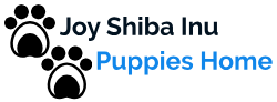 Joy Shiba Inu Puppies Home